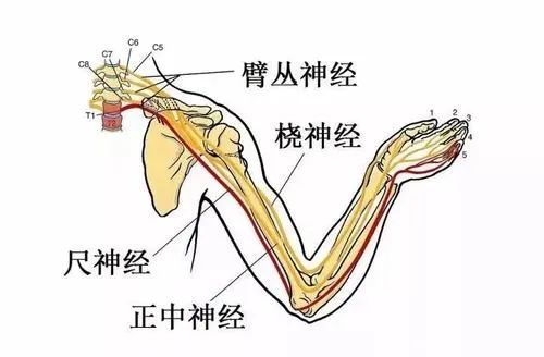 (3) 肌皮神经(c5,7)自外侧束发出后,斜穿喙肱肌,经肱二头肌与肱肌