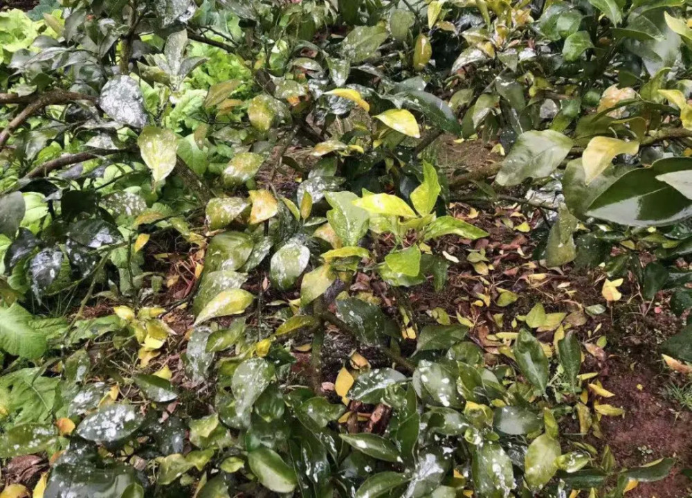 柑橘花期遇上雨水多,落花落果多,果农如何管理?