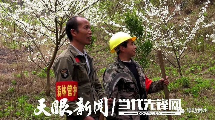 生态护林员:行走青山,与树为伴,守护山间一抹绿