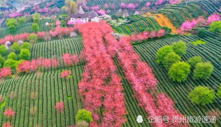 象山茶博公园位于贵州遵义湄潭县城象山大道南侧,园内种植了来自国内