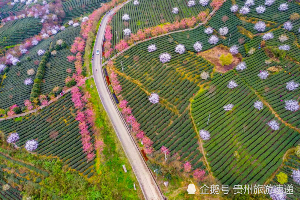 象山茶博公园位于贵州遵义湄潭县城象山大道南侧,园内种植了来自国内