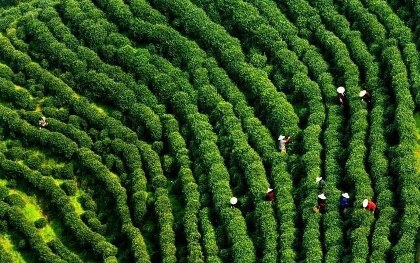 光喝到正宗产地也不行,龙井茶品质好坏,又与采摘季节息息相关,而在品