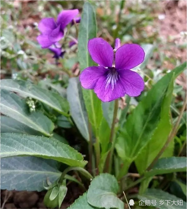 农村常见铧头草,叶片尖尖像犁铧,可做野菜可入药,不要