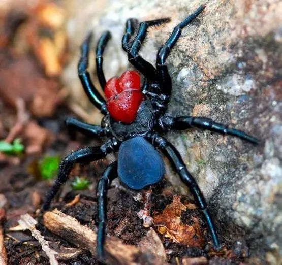 中国捕鸟蛛是一种巨大的蜘蛛,两腿跨度达到8英寸.