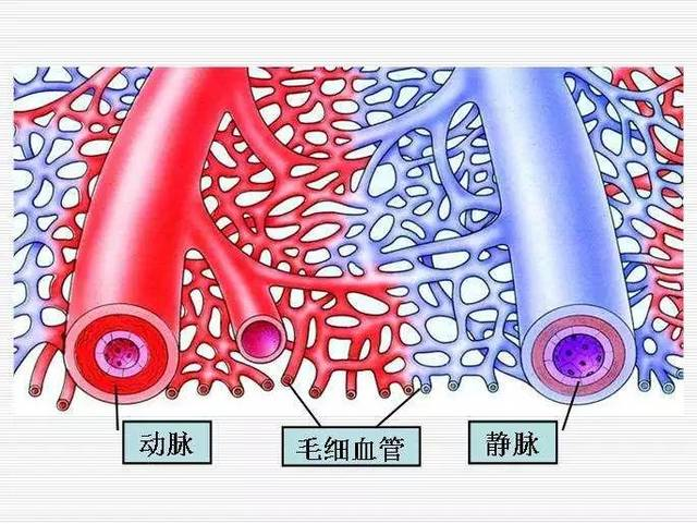 动脉,静脉和毛细血管网