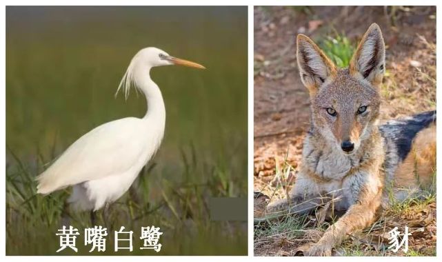 【关注】山西历山国家级自然保护区22种野生动物保护级别升级