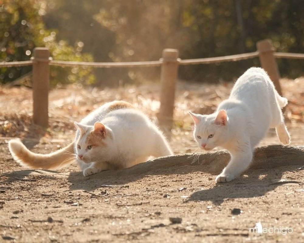 晒太阳的小猫猫怎么会有坏心思?