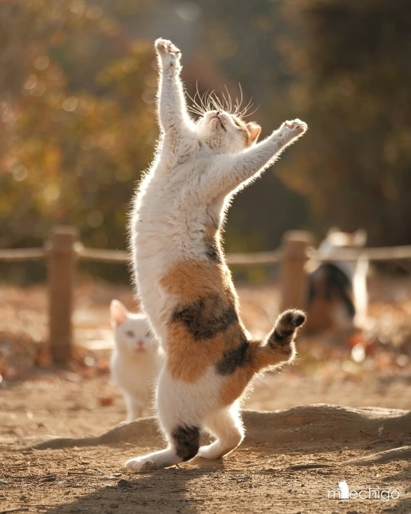 晒太阳的小猫猫怎么会有坏心思?
