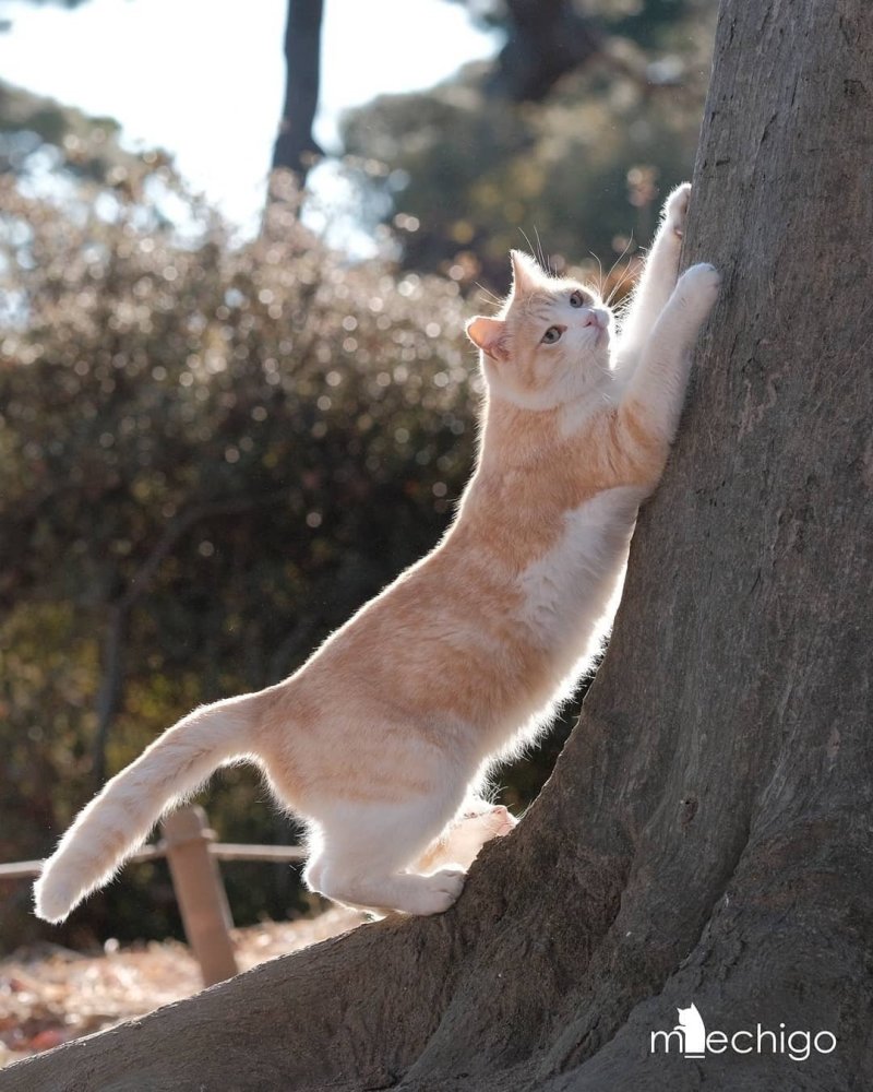 晒太阳的小猫猫怎么会有坏心思
