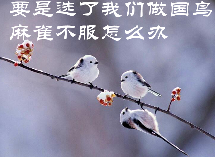 中国国鸟迟迟未定,网友开始调侃选麻雀和比麻雀更小的