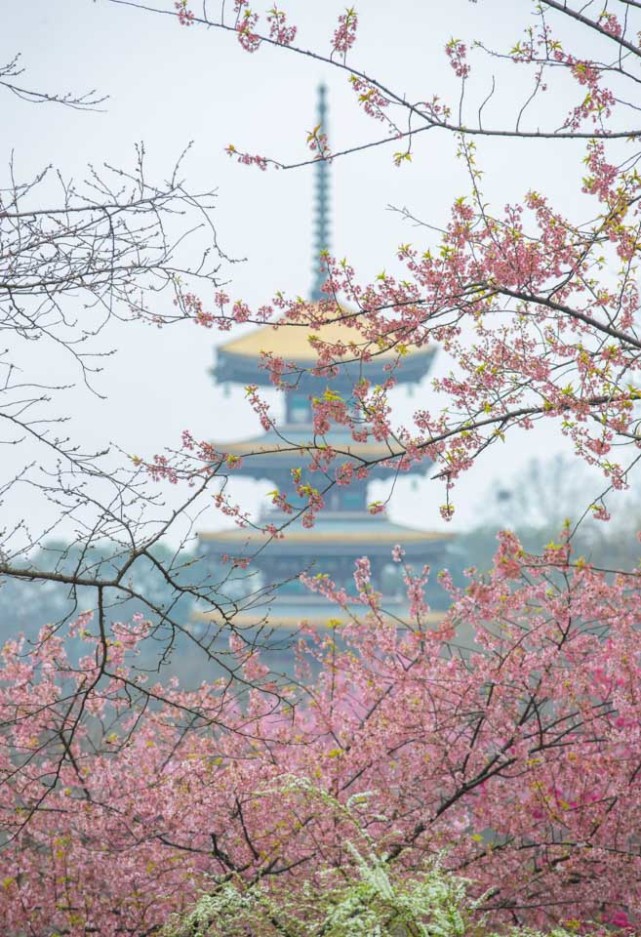武汉东湖樱花园开园