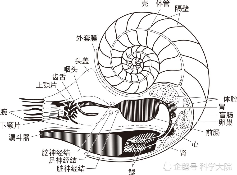 独特的浮力装甲系统,现生鹦鹉螺(nautilus)结构 (图片来源:参考文献[2