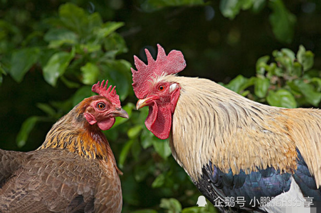 2107年鸡是什么命 2817年属鸡的是什么命