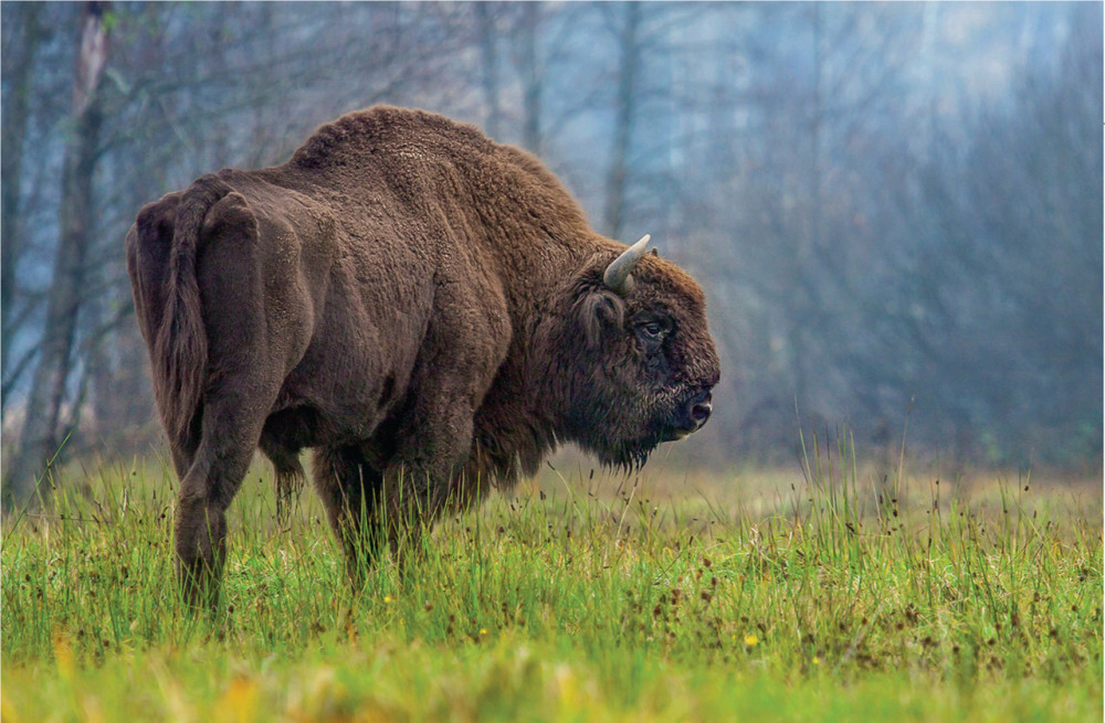 欧洲最大哺乳兽的血泪兴衰史:高加索野牛的灭绝