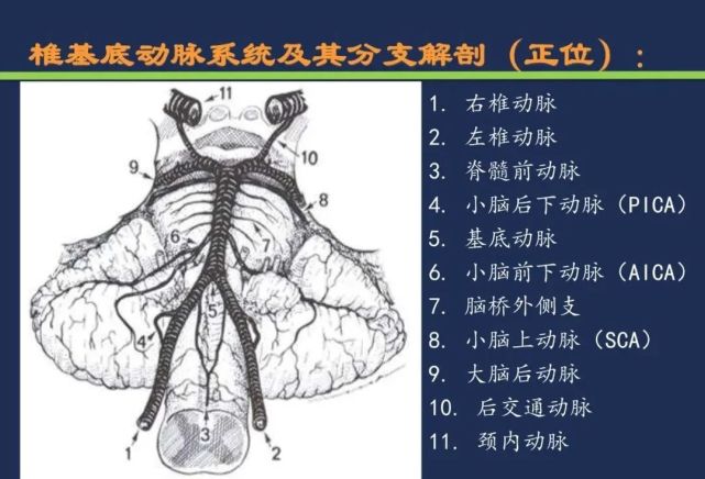 基底动脉尖小脑后下动脉小脑前下动脉脑桥旁正中动脉小脑前上动脉丘脑