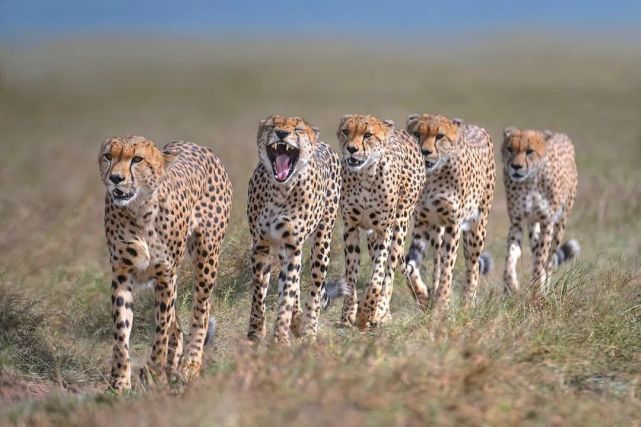 非洲出现雌性猎豹联盟,相互抚养幼崽,猎豹的社会结构令科学家困惑