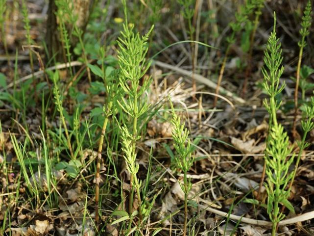 根能从土壤里吸收黄金,枝是美味野菜,却遭农民痛恨,人称缺德草