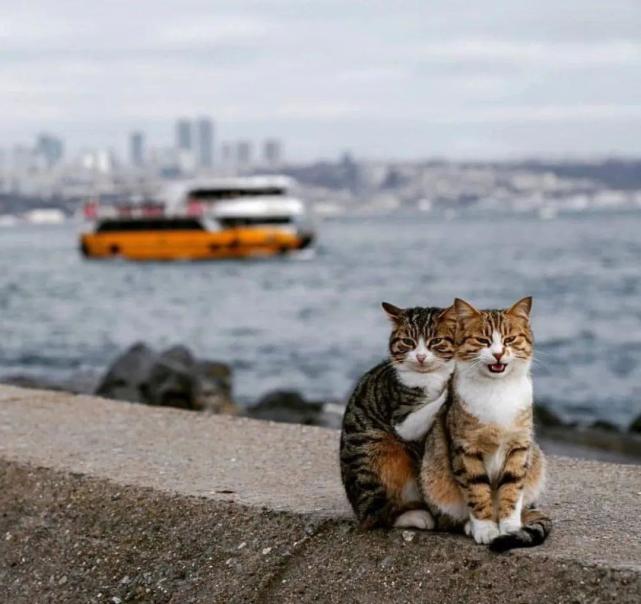 土耳其有座猫城大街上人与猫相处和谐景色更让人期待