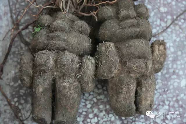 罗田农民在山中挖出疑似人形何首乌