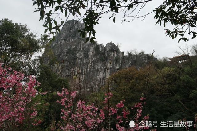 桂林南溪山公园早开的樱花