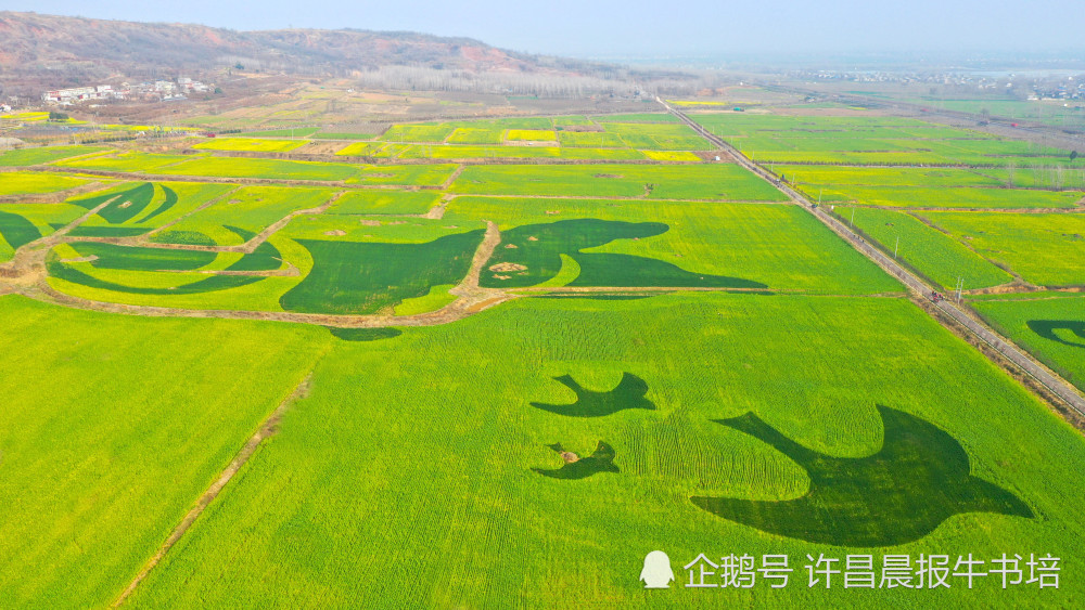 2021年3月4日,河南许昌,襄城县首山脚下的油菜花海(无人机照片).