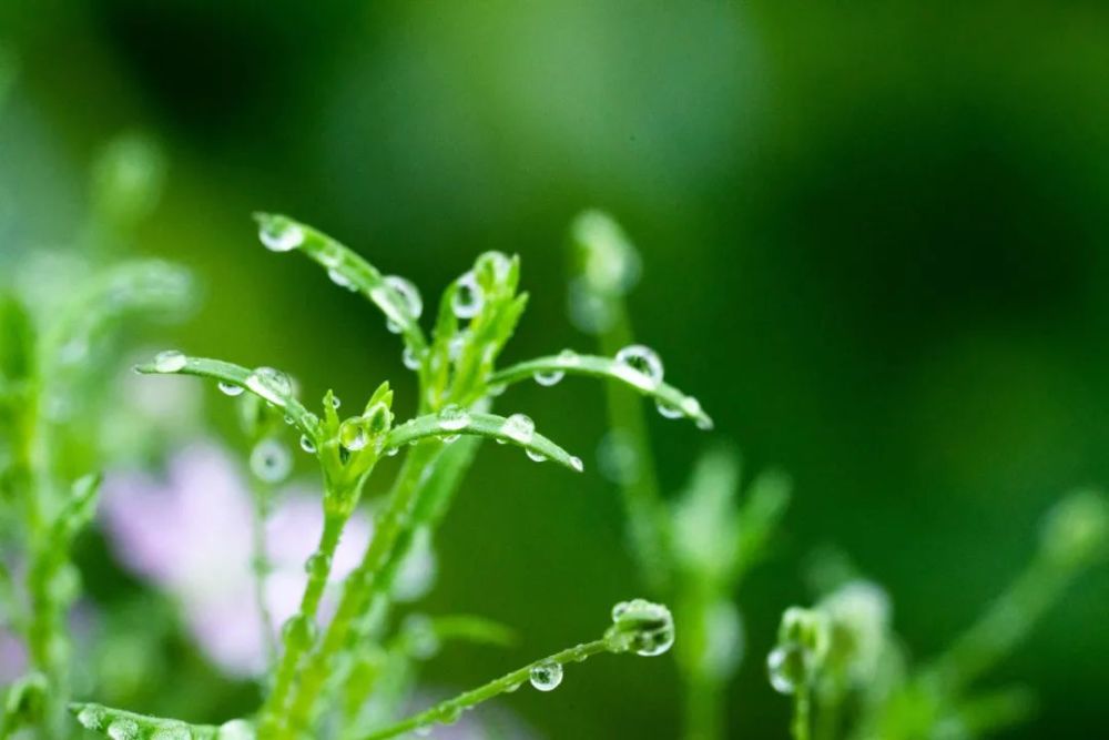 万物复苏春雷惊醒冬眠的动植物顾名思义惊蛰 微雨众卉新 一雷惊蛰始