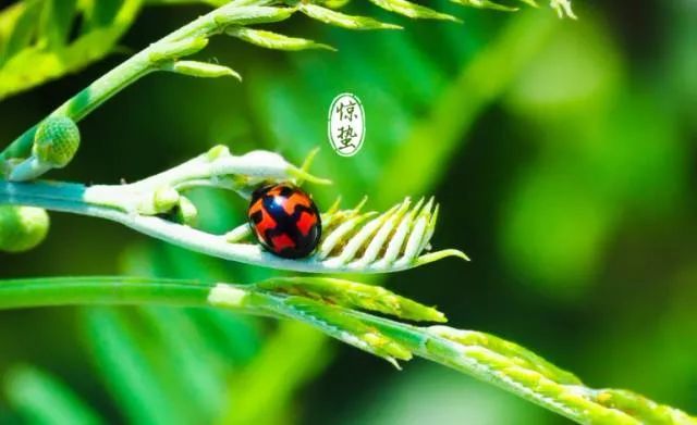 今日16点53分32秒 迎来"惊蛰"节气 这是二十四节气中的 第三个节气
