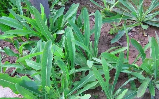 四川农村用来喂猪的野菜,翻身当了宝贝!你吃过几个