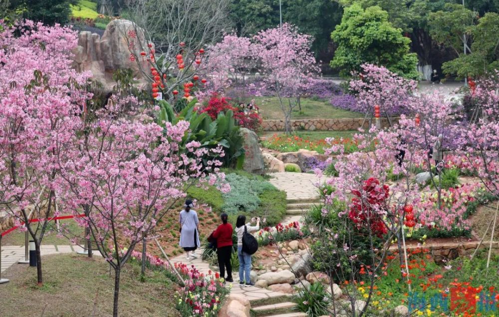 春光如海花如许阳春三月厦门的这些地儿花都开好了