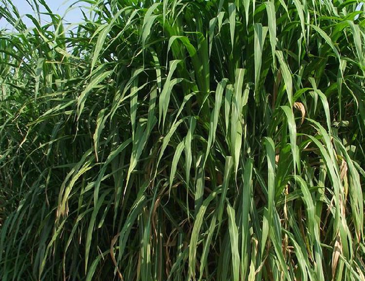 亩产能达60000斤的皇竹草,听说要被养殖户抛弃,是真的吗