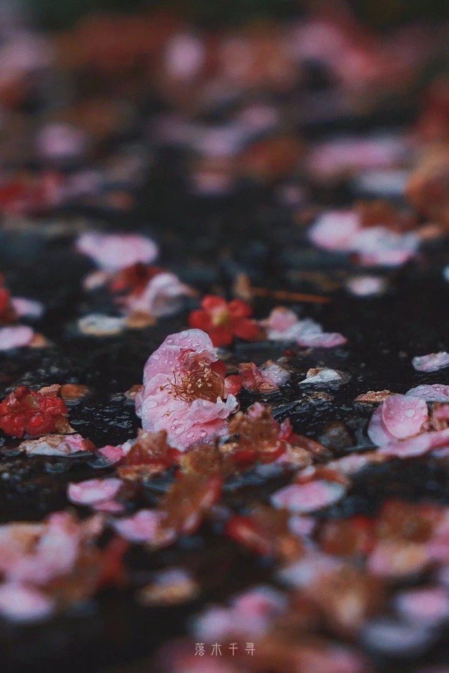 春天气息的壁纸:三月江南,落花微雨.