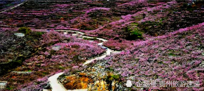 贵州有个"桃花岛",春暖花开,万亩桃花迎春来