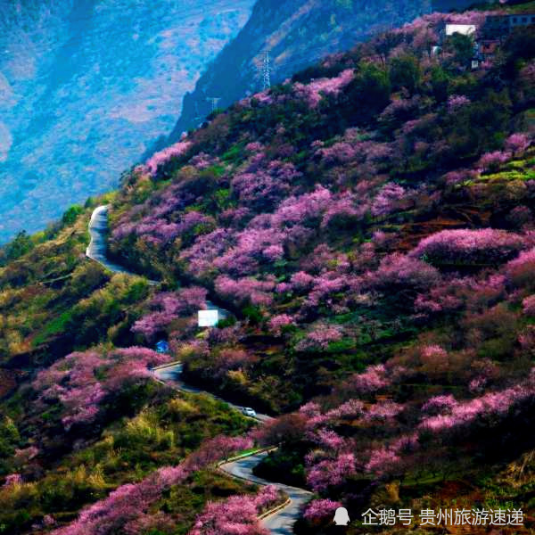 百花竞相绽放,把春天的装扮得色彩斑斓,特别是漫山遍野粉红的桃花