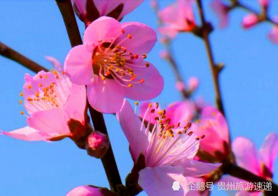 贵州这里的"十里桃花"已盛开,世外桃源般的人间美景