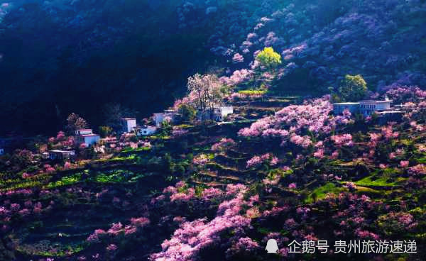 贵州这里的"十里桃花"已盛开,世外桃源般的人间美景