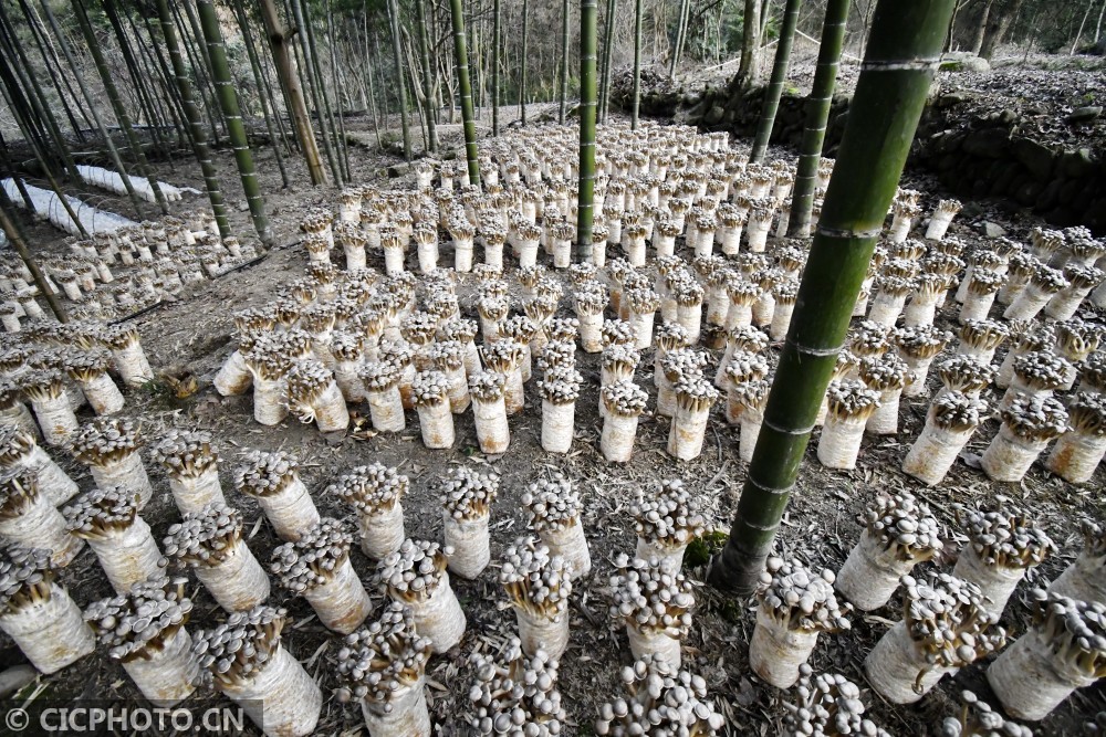菌菇种植 助农增收