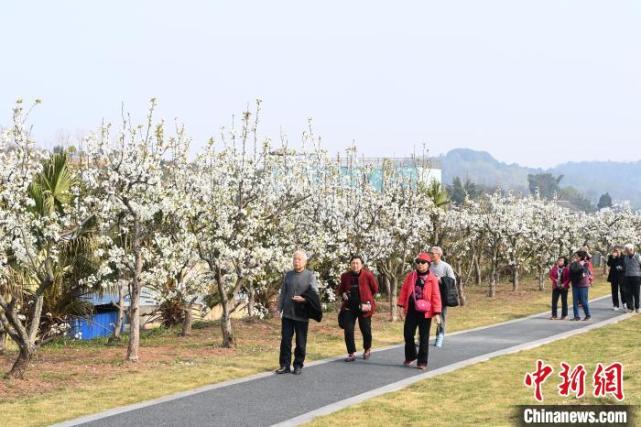 成都新津梨花盛开 民众踏青赏花