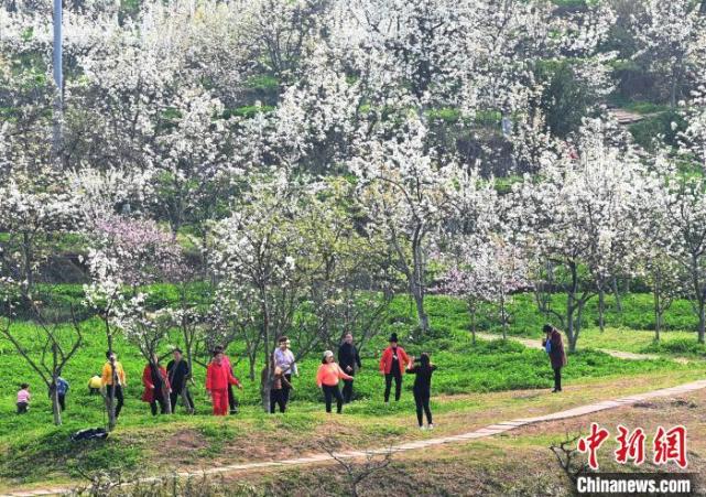 成都新津梨花盛开 民众踏青赏花