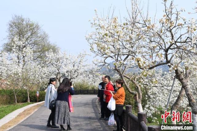 成都新津梨花盛开 民众踏青赏花