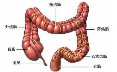 肠内有癌症,大便其实最先发现!