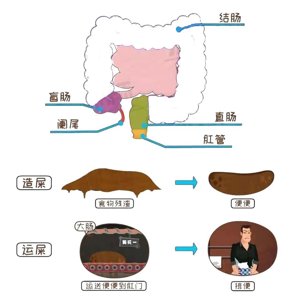 肠内有癌症,大便其实最先发现!