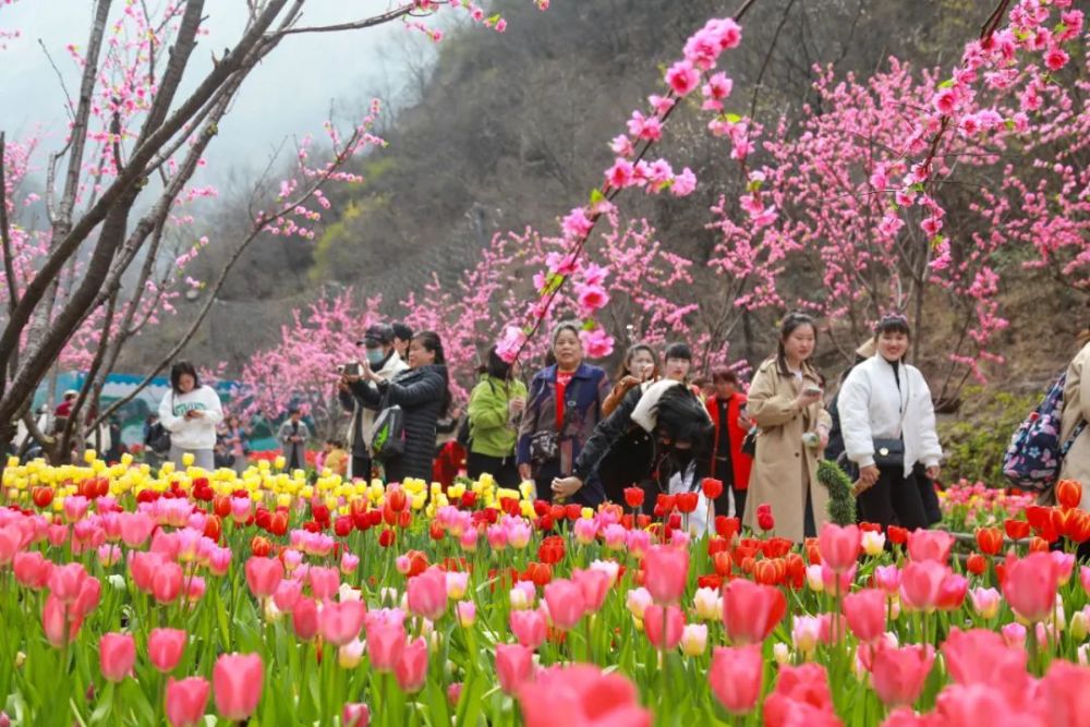 官宣:2021宝泉山地郁金香踏青赏花节开幕式隆重举行!
