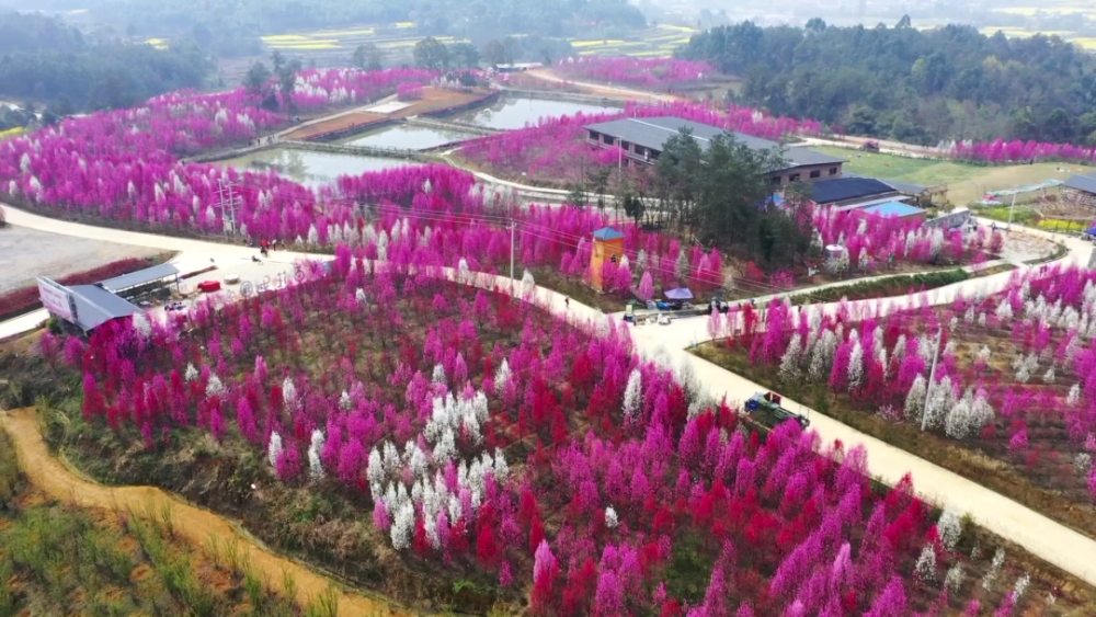 赏花地址:绵阳市安州区百花乐园百花乐园 万物知时节,山花也烂漫