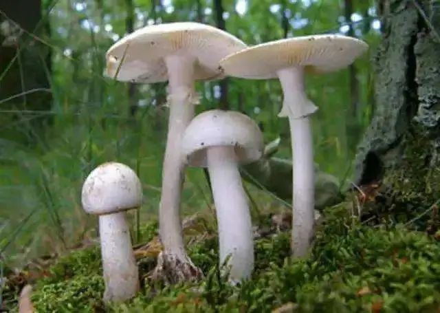 广东常见的野生毒蘑菇