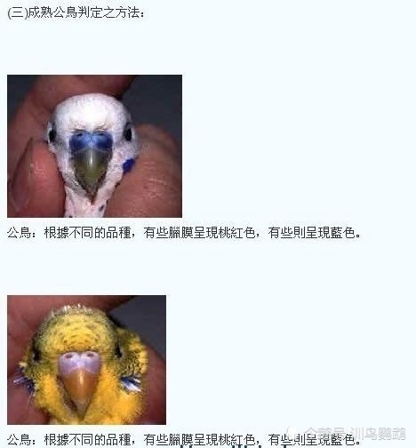 虎皮鹦鹉各年龄段分辨公母