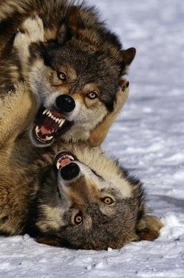 狼中之王:北美灰狼战力碾压美洲狮,曾一度濒危,如今称雄落基山