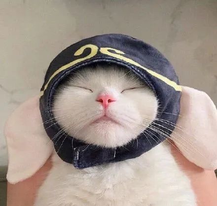 可爱猫咪头像|逆风翻盘,2021定是必胜局