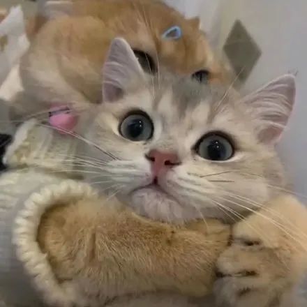 可爱猫咪头像 | 逆风翻盘,2021定是必胜局