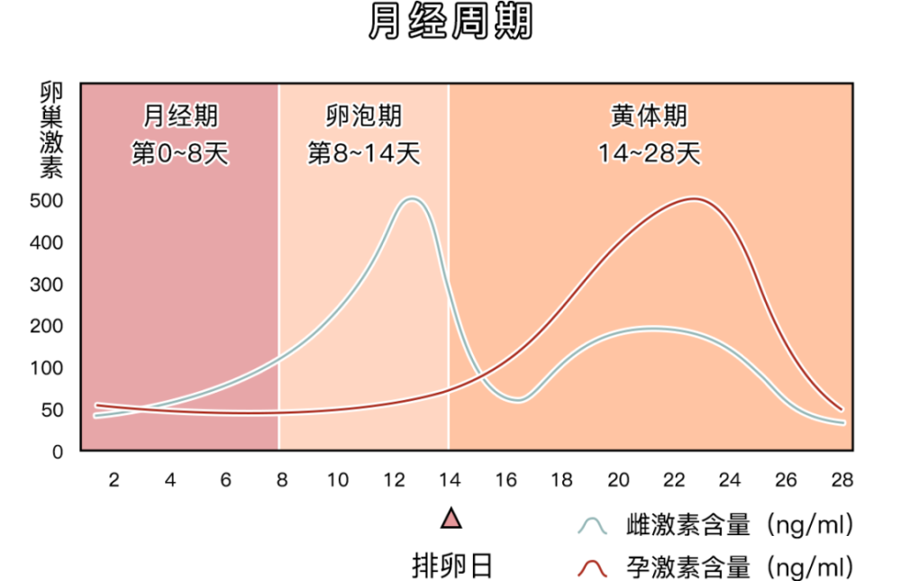 月经期:来大姨妈的时候;女性的月经周期分为四个阶段:什么