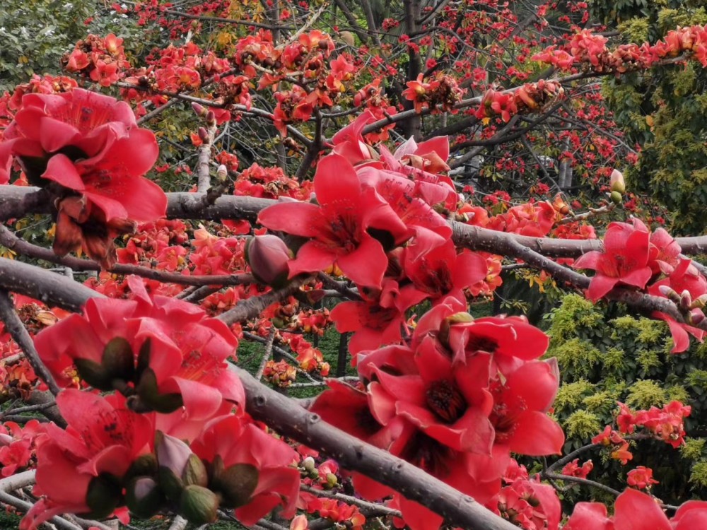 献百花之24:红棉树木棉花